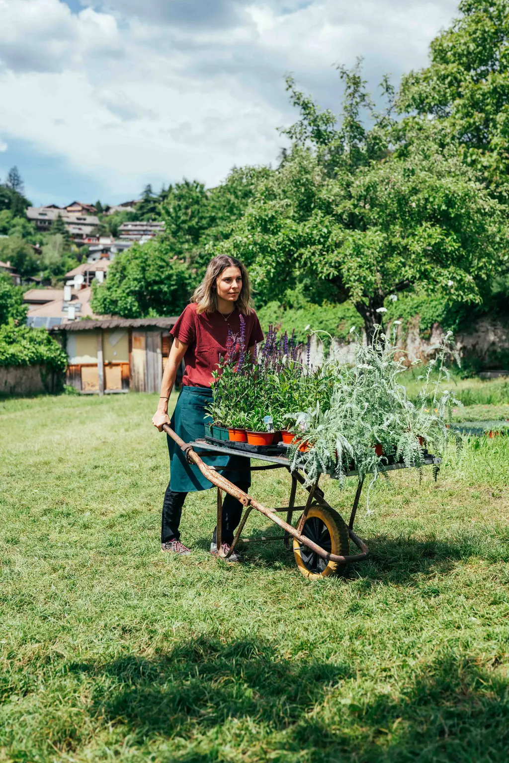 Piante perenni fioriti